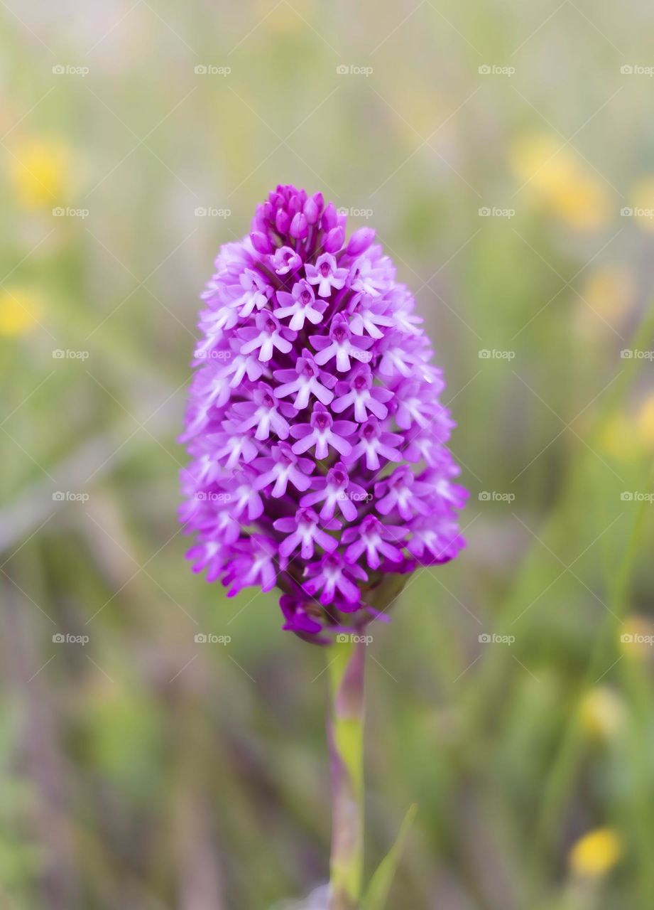 Pink pyramid orchid in springtime