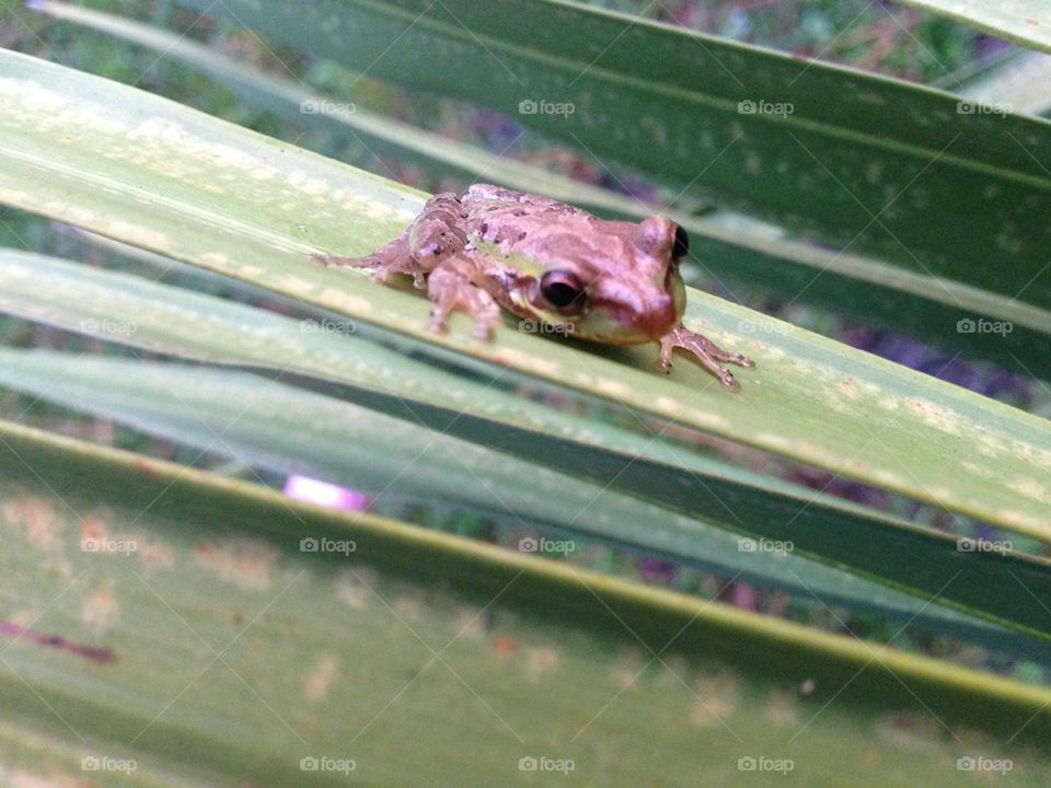 Tree frog