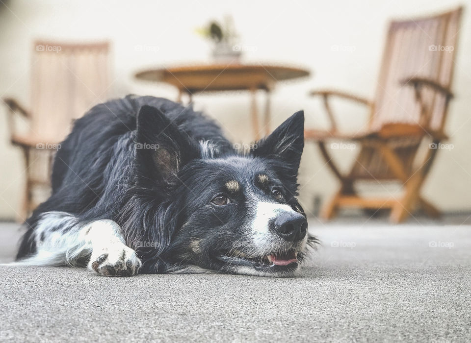 Dog lying down on cement next to wooden furniture 