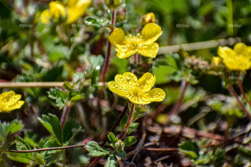 Spring