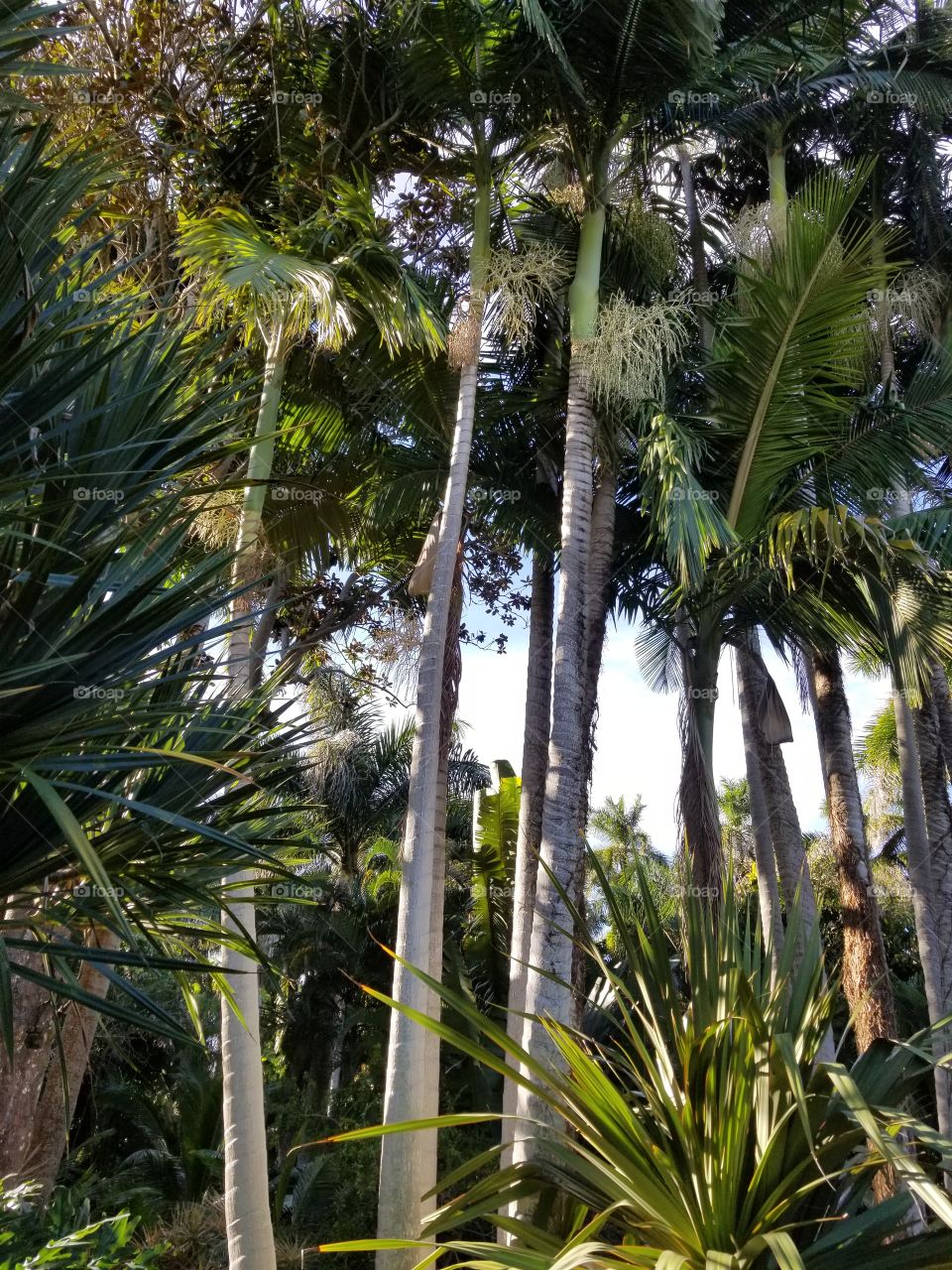 Florida palm trees and nature scenery