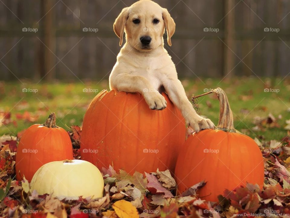 Fall time pumpkin with dog 🐶