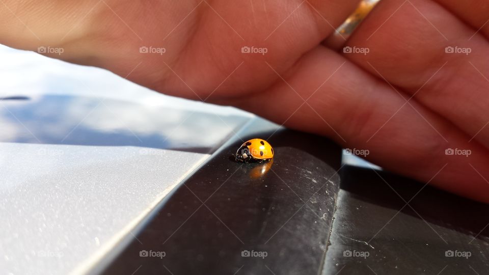 Lucky Lady. This pretty lady bug joined the car washing activity one sunny June day. The hand gives great size perspective.
