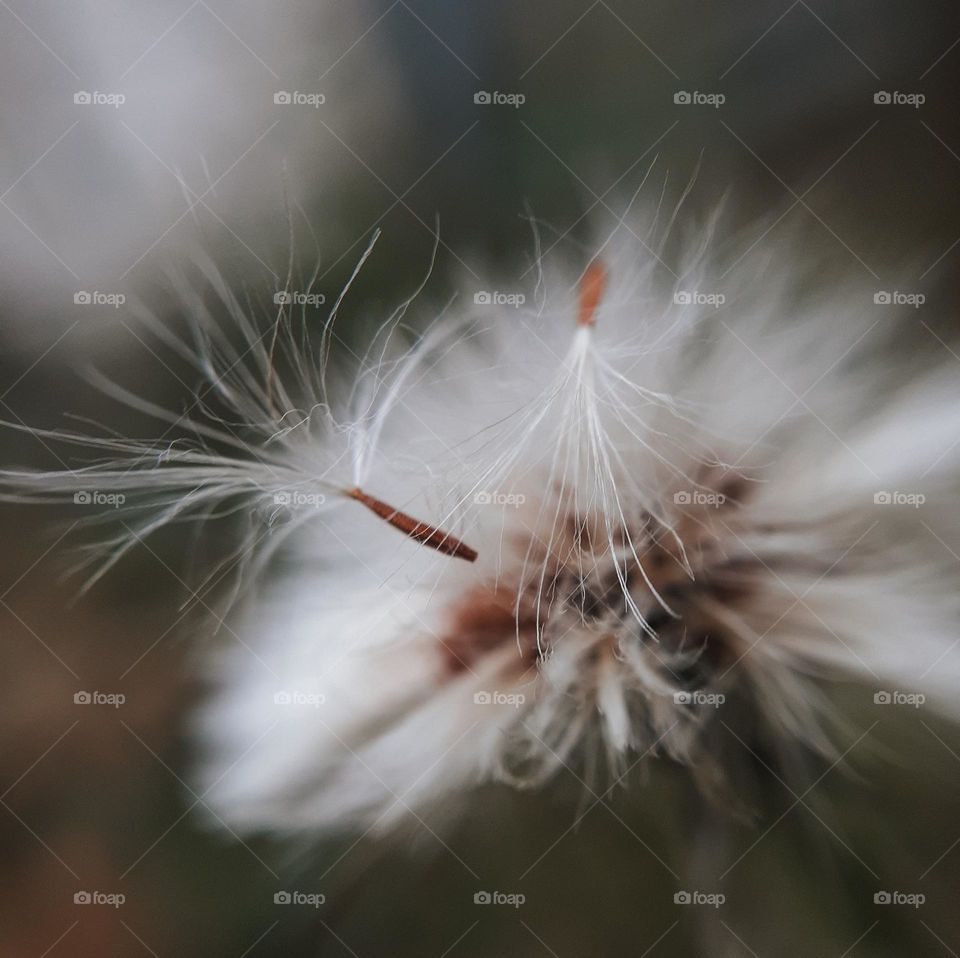 Macro photo of a white dandelion