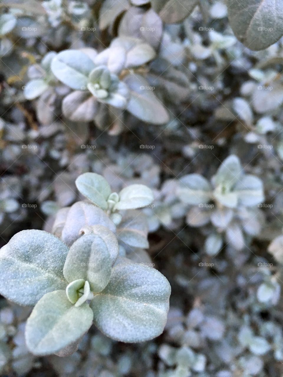 Pale leaf 