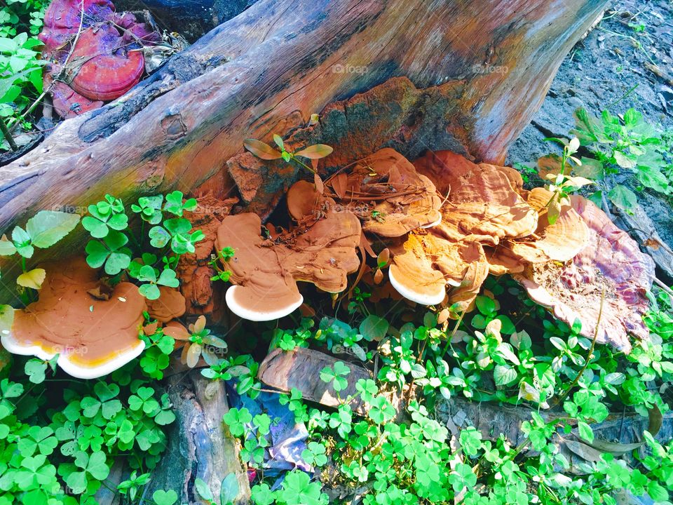 Wood fungus 