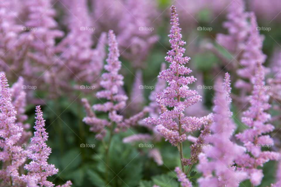 Wild flowers