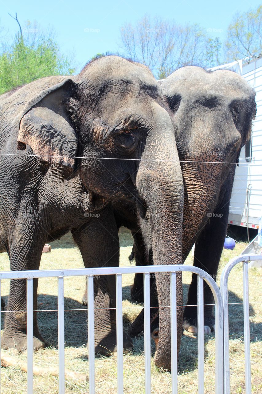 Elephants holding onto each other behind their gate at the circus