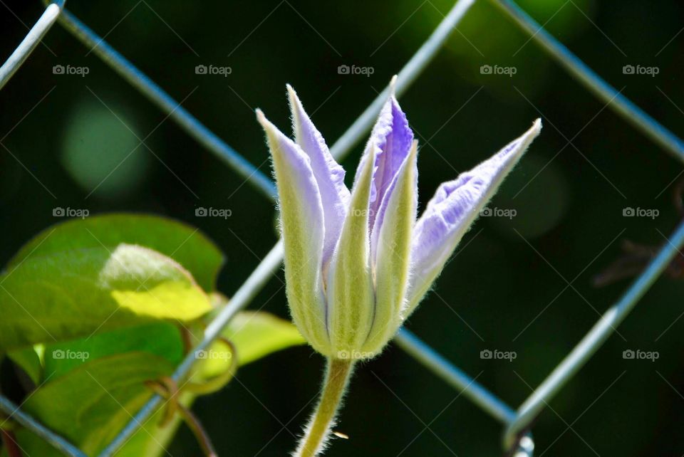Nature’s Gorgeous New Creation in Light Lavender 