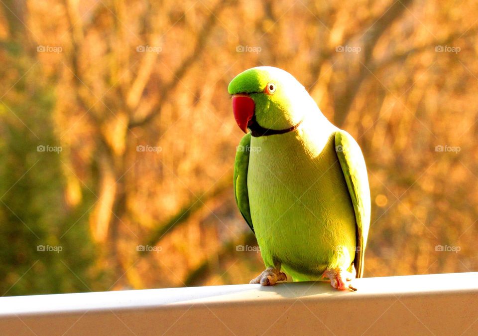 an unexpected visitor on the balcony