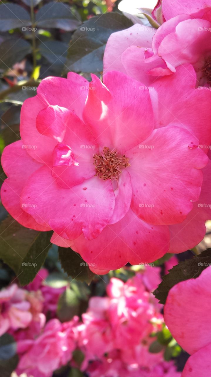 dark pink flower