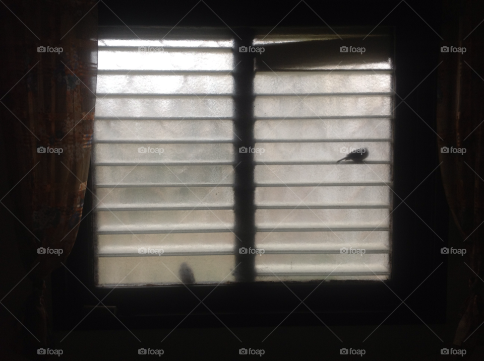 israel winter birds window by stern