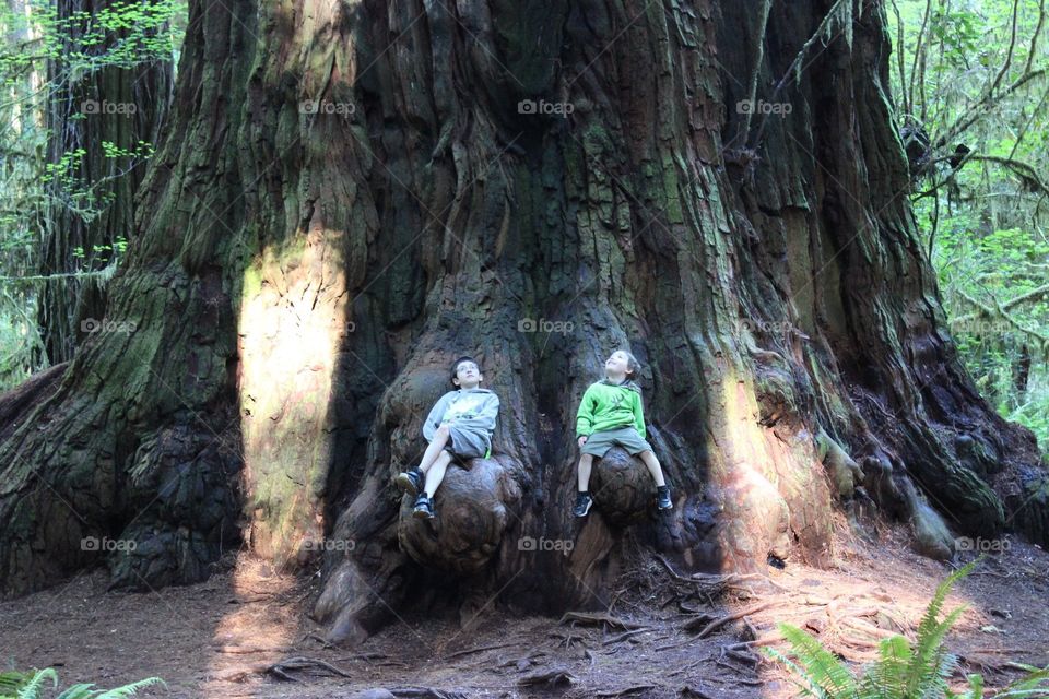 Kids first trip to Jedidiah Smith Redwood National Forest