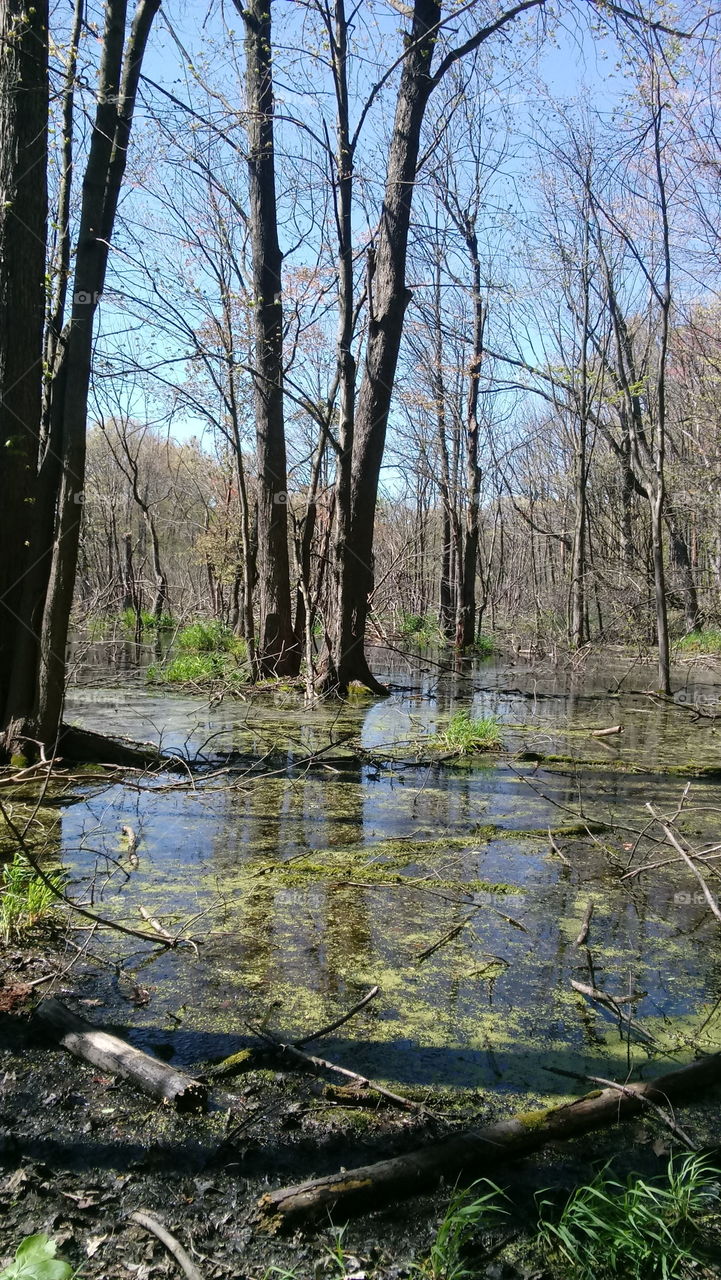 Michigan wetland