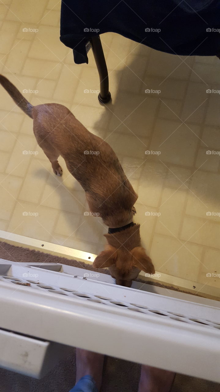 No Person, Indoors, One, People, Mammal