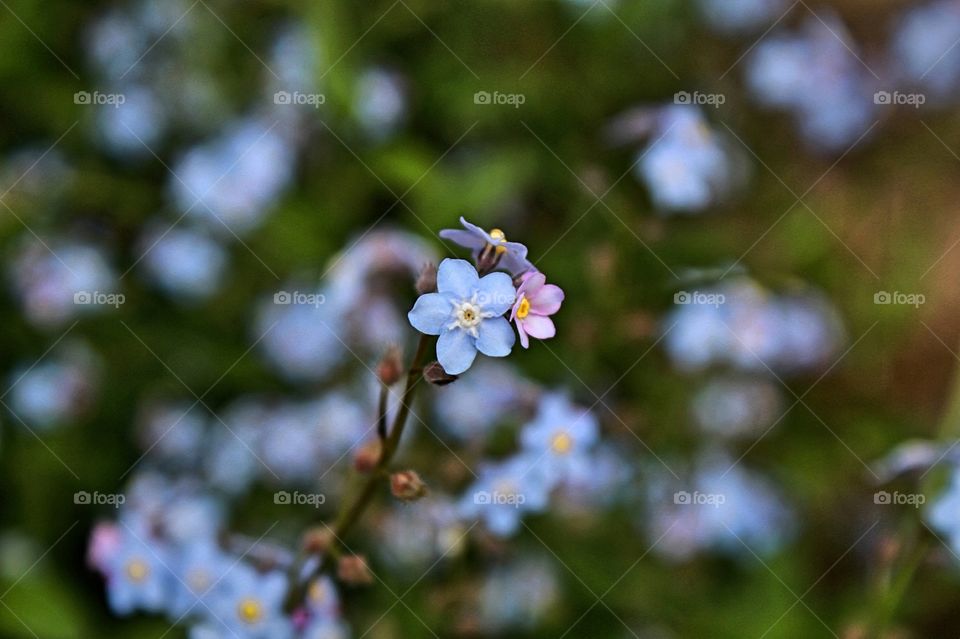 blue forget-me
