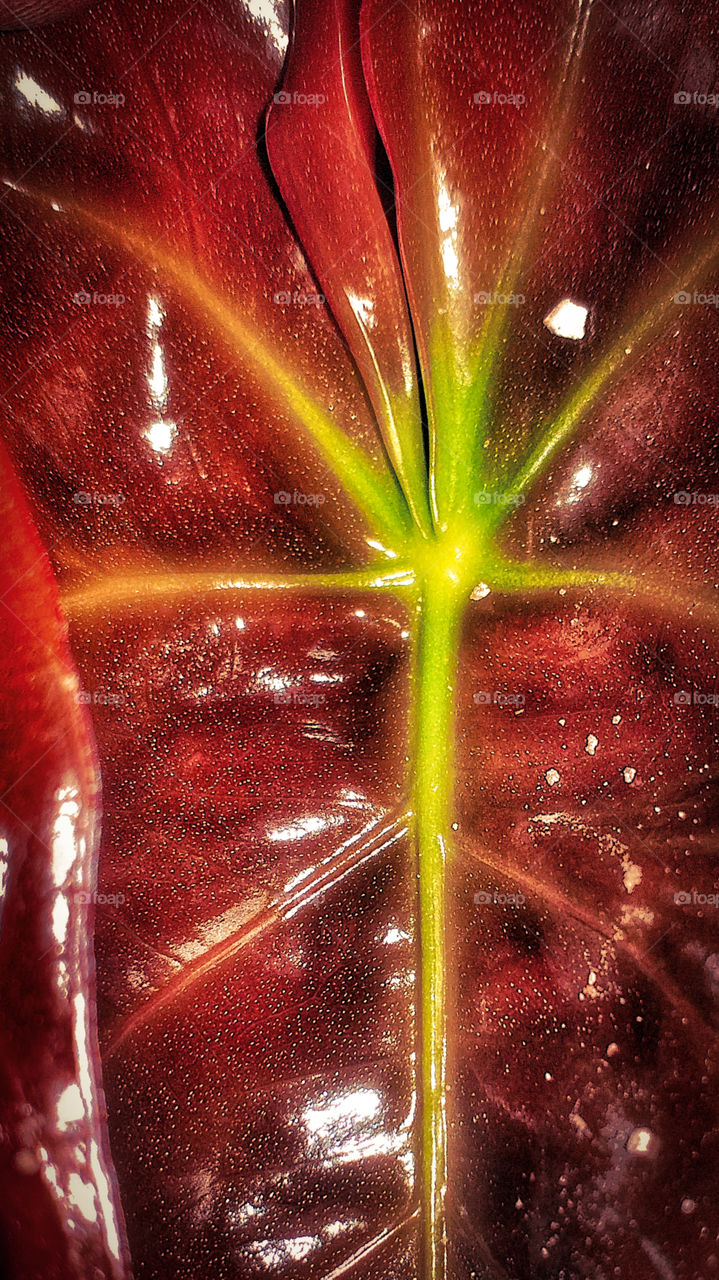 amazing red plant young spruce