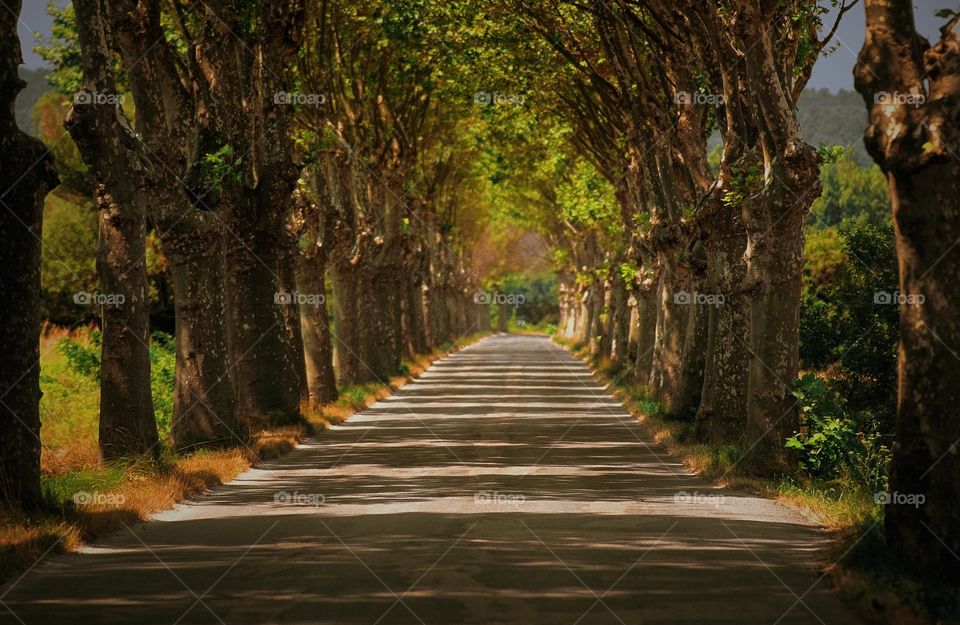 Road. Provence