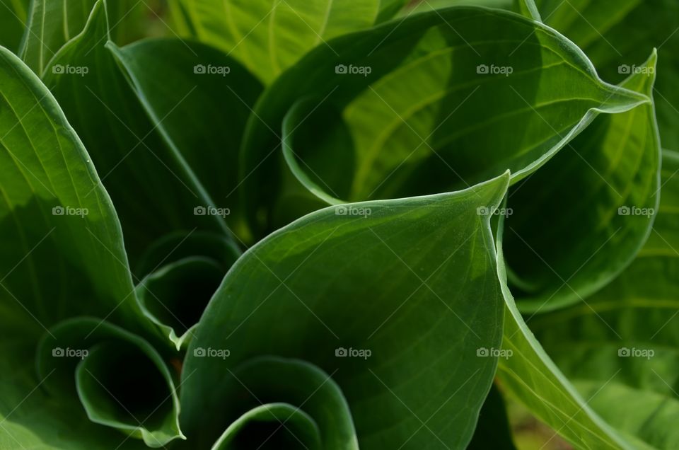 Green lines foliage