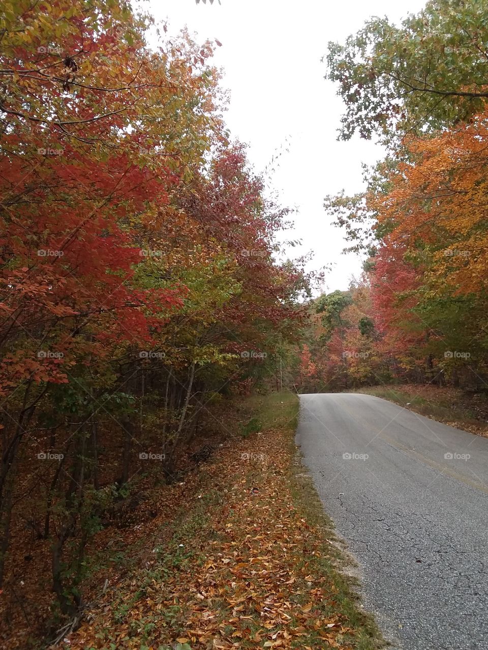 Beautiful autumn foliage along a country lane