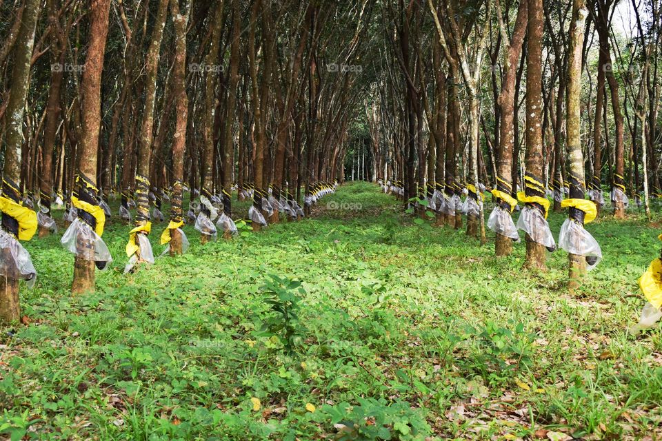Rubber trees covers plastic take precautions from rainy season and planted them in a deciplined manner