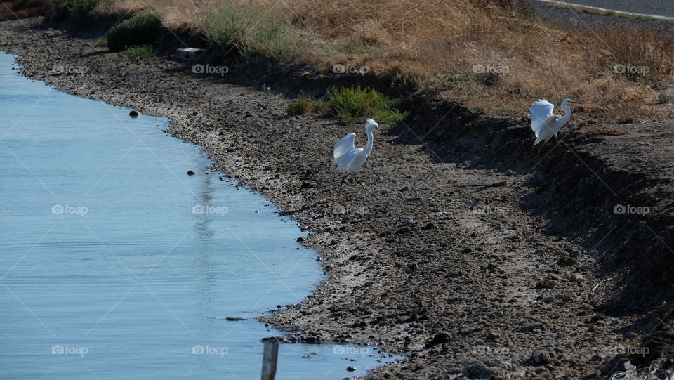 Birds, Snowy Egrets