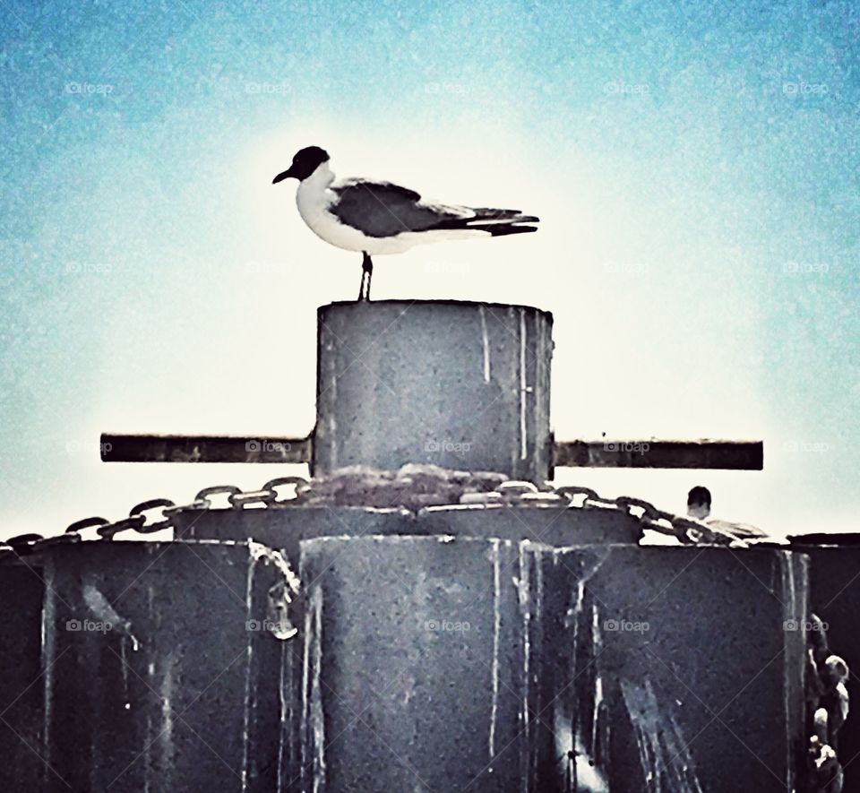 Seagull in Texas. 