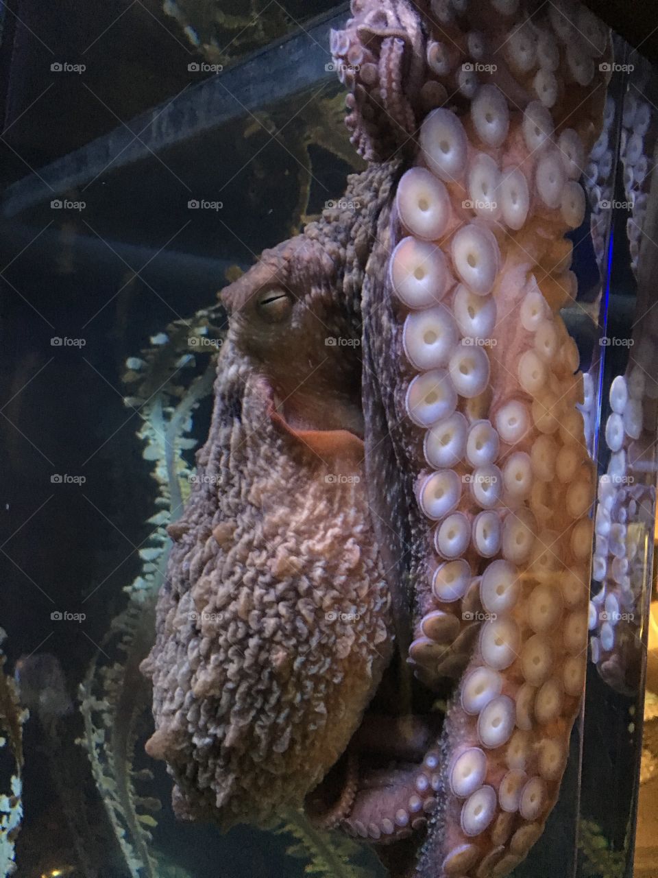 Giant Pacific Octopus 
