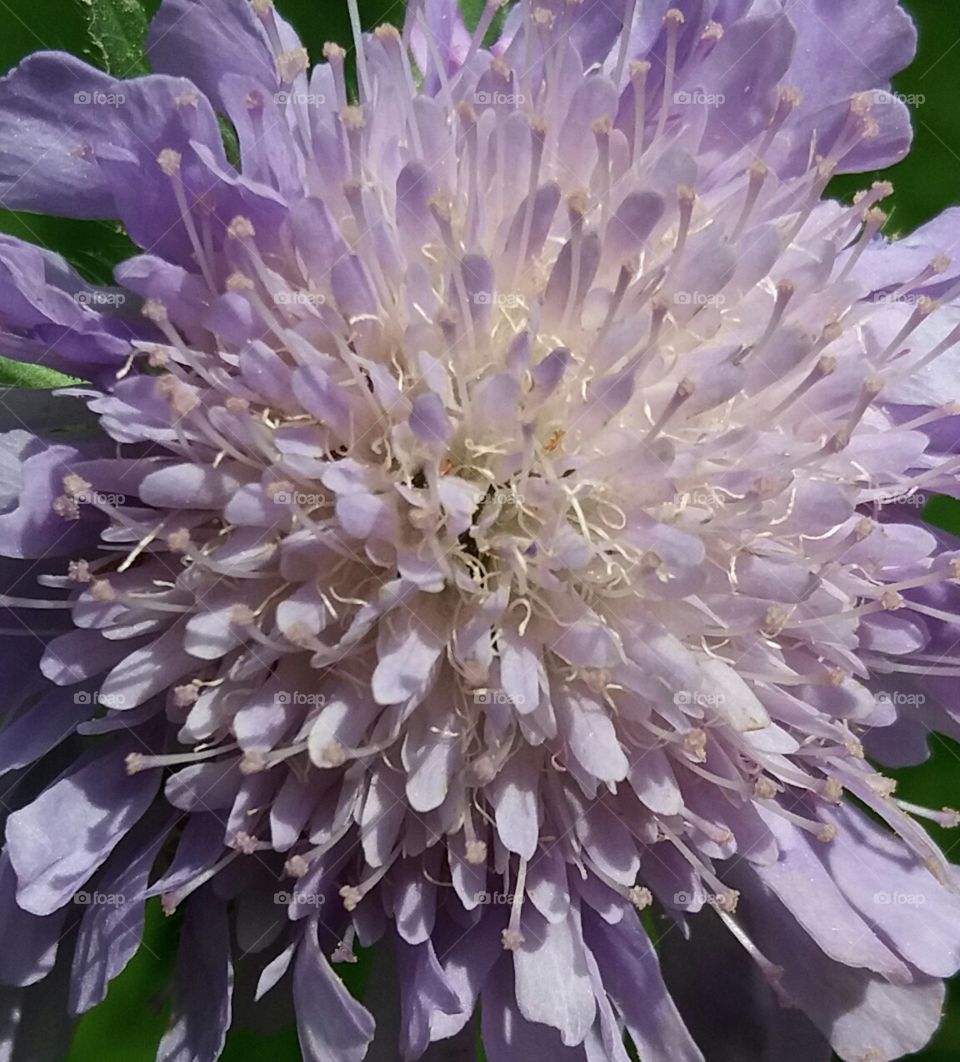 wild spring flower close-up