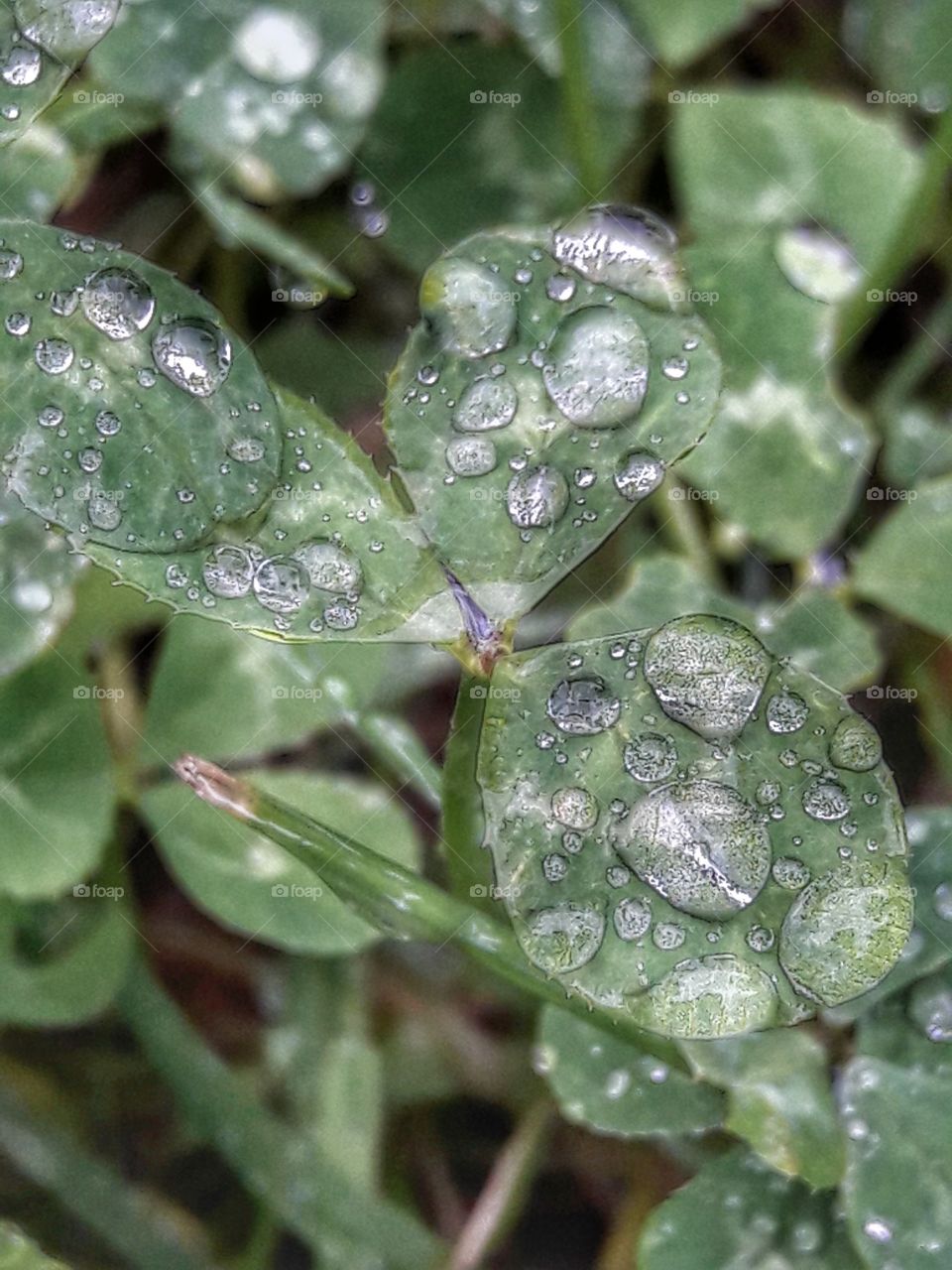green nature rain drops water wild plants botanic