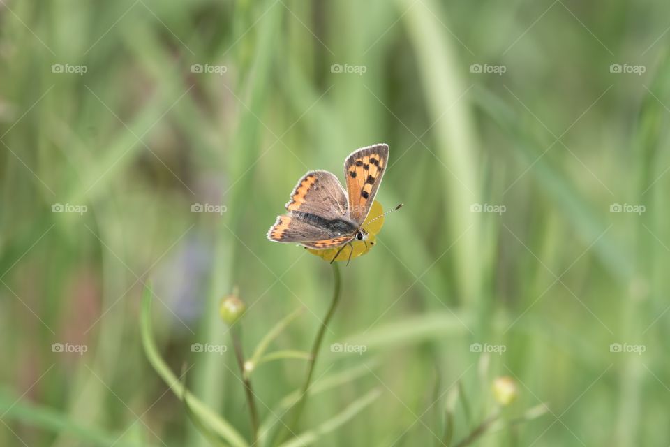 The Large Černokřídlý Butterfly