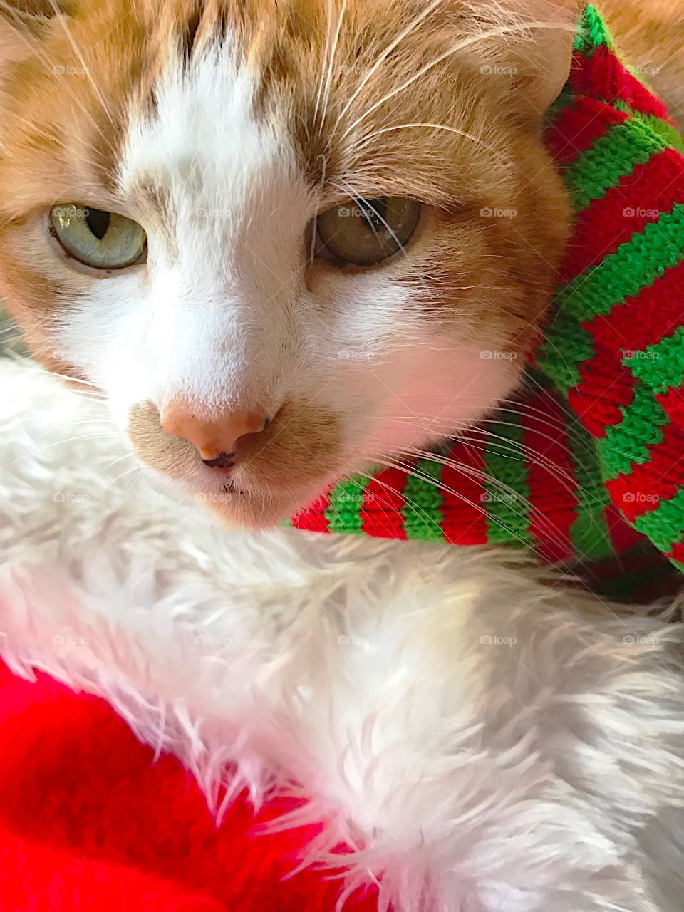 Cat with muffler and Santa hat