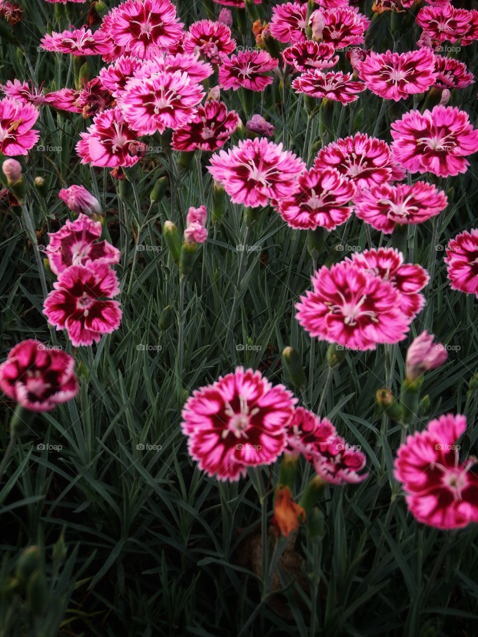 Field of purple pink flowers blooming with green grass background. Ground level low angle view.