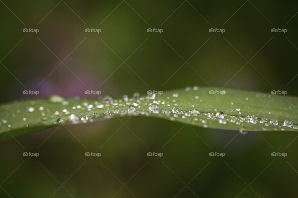 Dew, Rain, Drop, Leaf, Nature