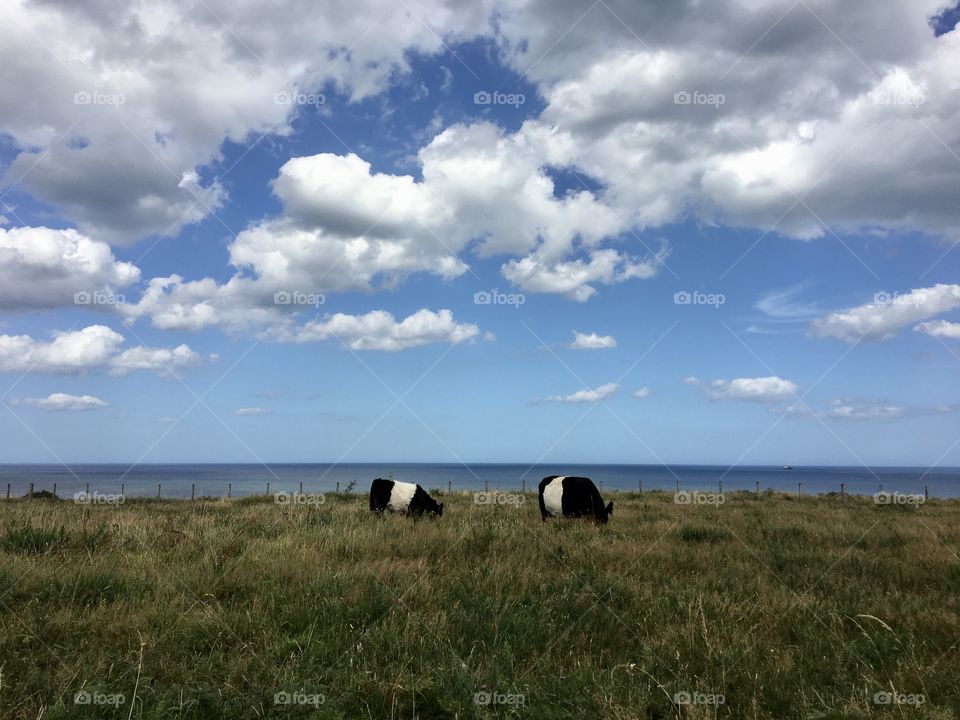 Black cows with a white stripe through their belly munching the grass ...