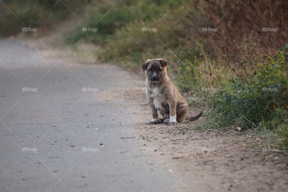 cute puppy