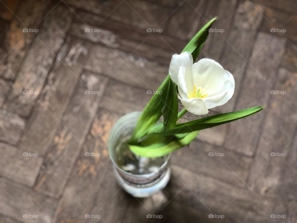 White tulip in a vase on the wooden floor 