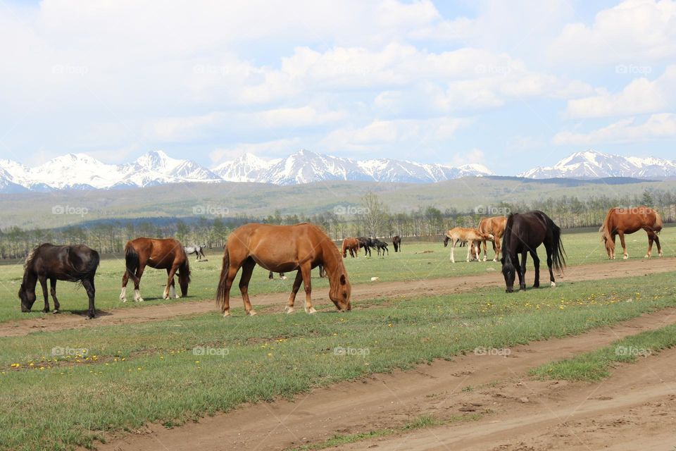 Horses in the mountains