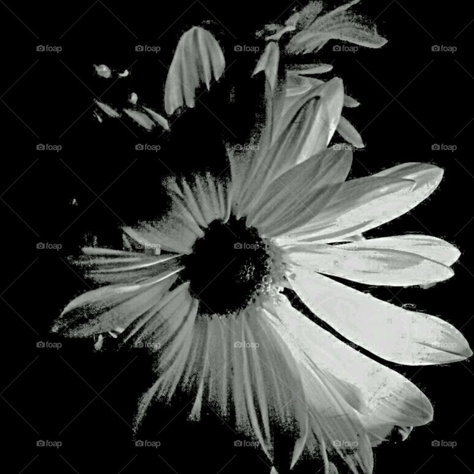 b+w flashlight effect