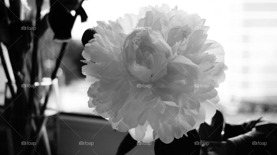 Белый пион. Чёрно-белое фото