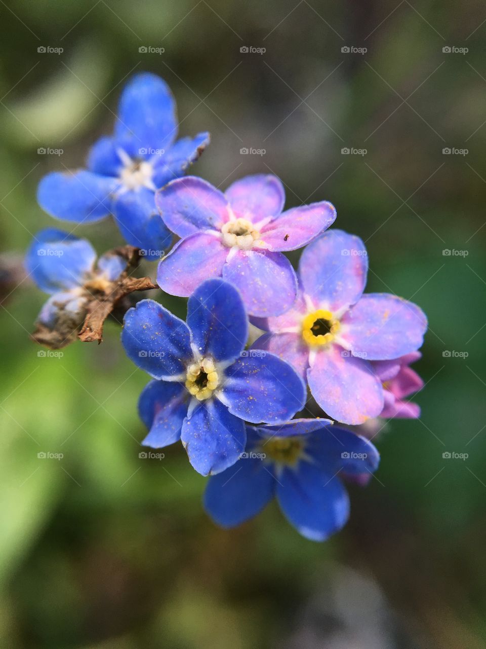 Small purple and pink flowers. 