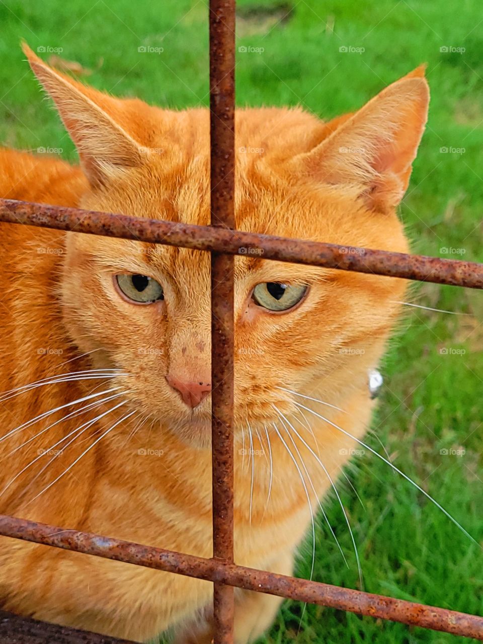 Kitty I met on my walk.  Beware! He Bites!!