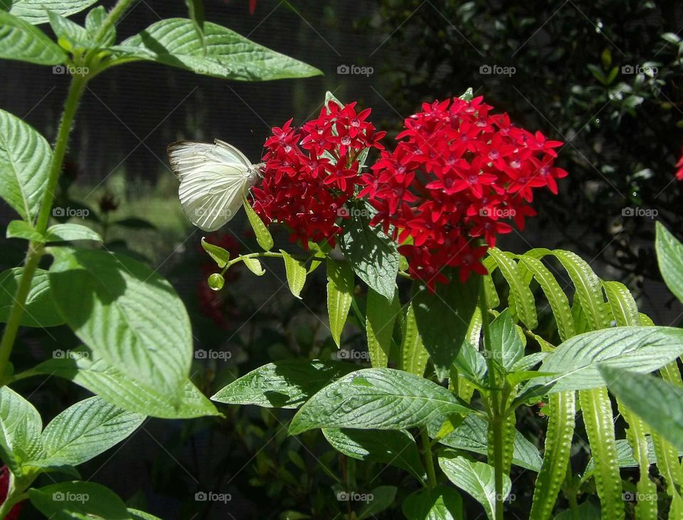 White butterfly on red flower