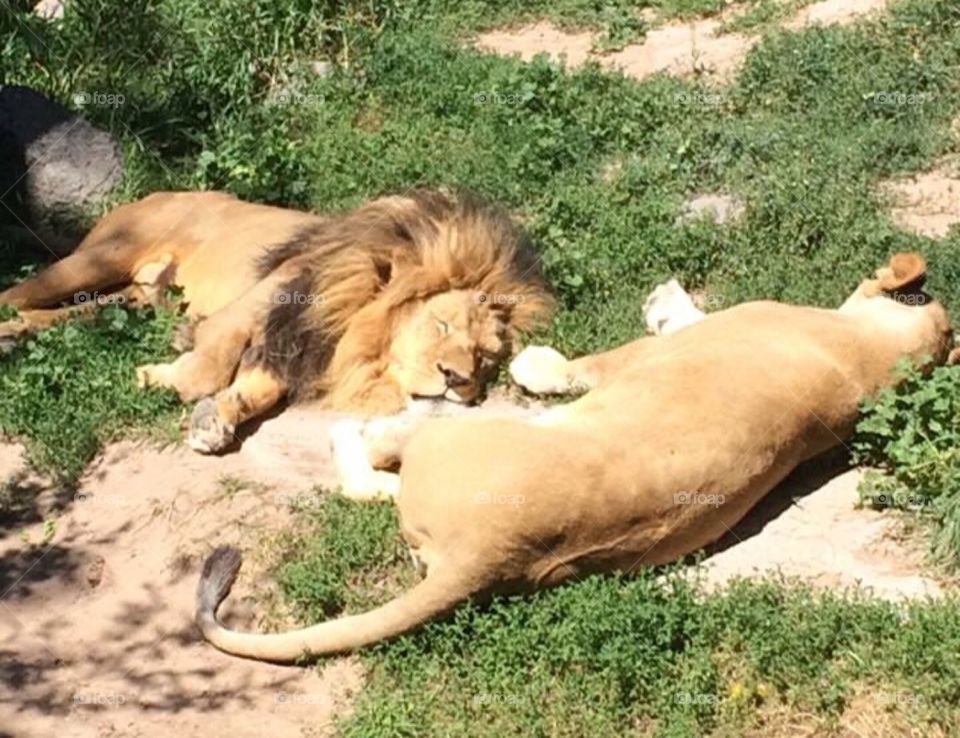 Lion couple sunbathing at the Idaho Falls zoo. 