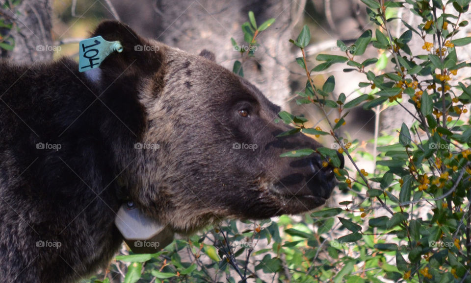 Grizzly bear snacking on buffalo berries in Peter Lougheed Park