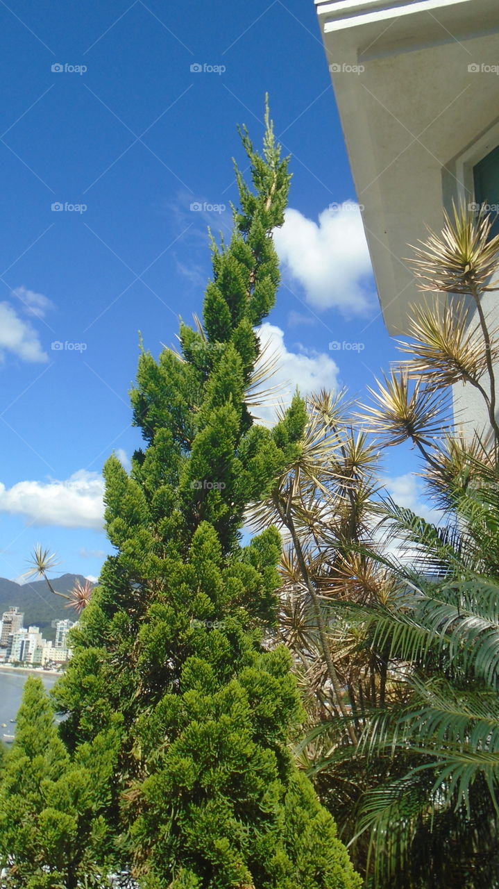 NATURAL TREES PLANTS GARTEN