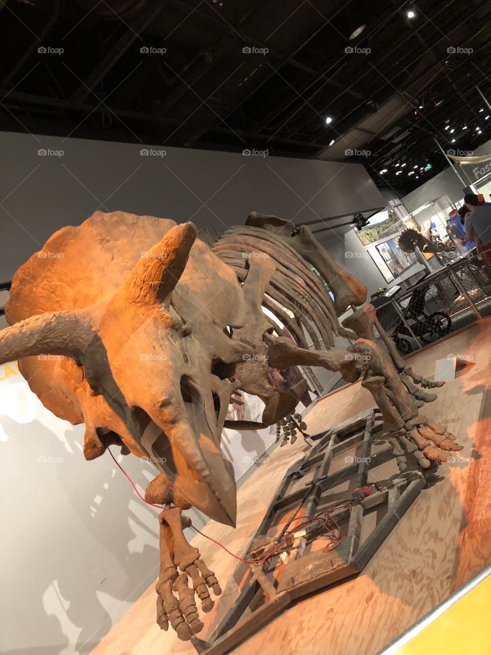 A display of a triceratops skeleton at the Smithsonian Museum of Natural History 
