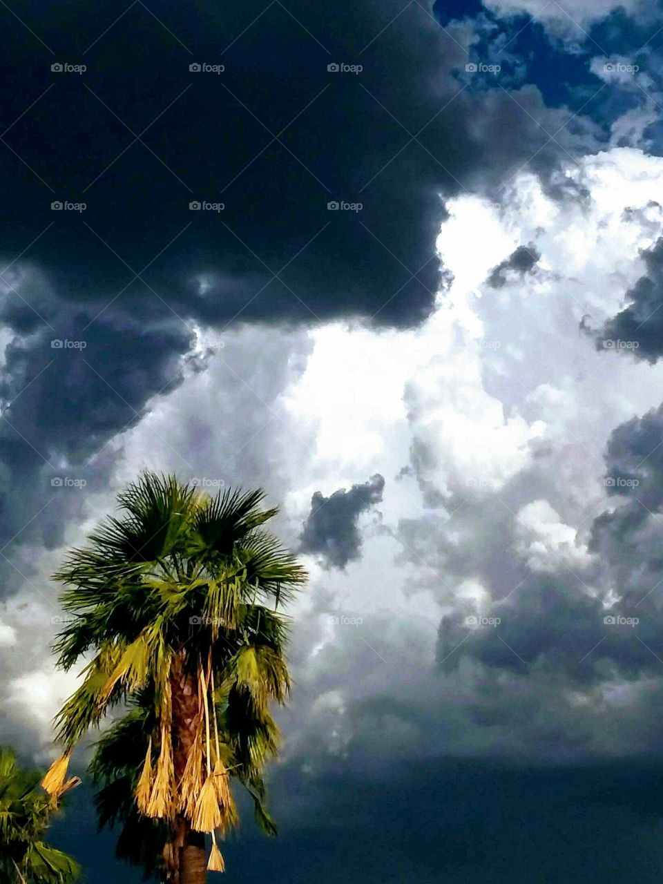 Arizona Monsoon Palm Tree View