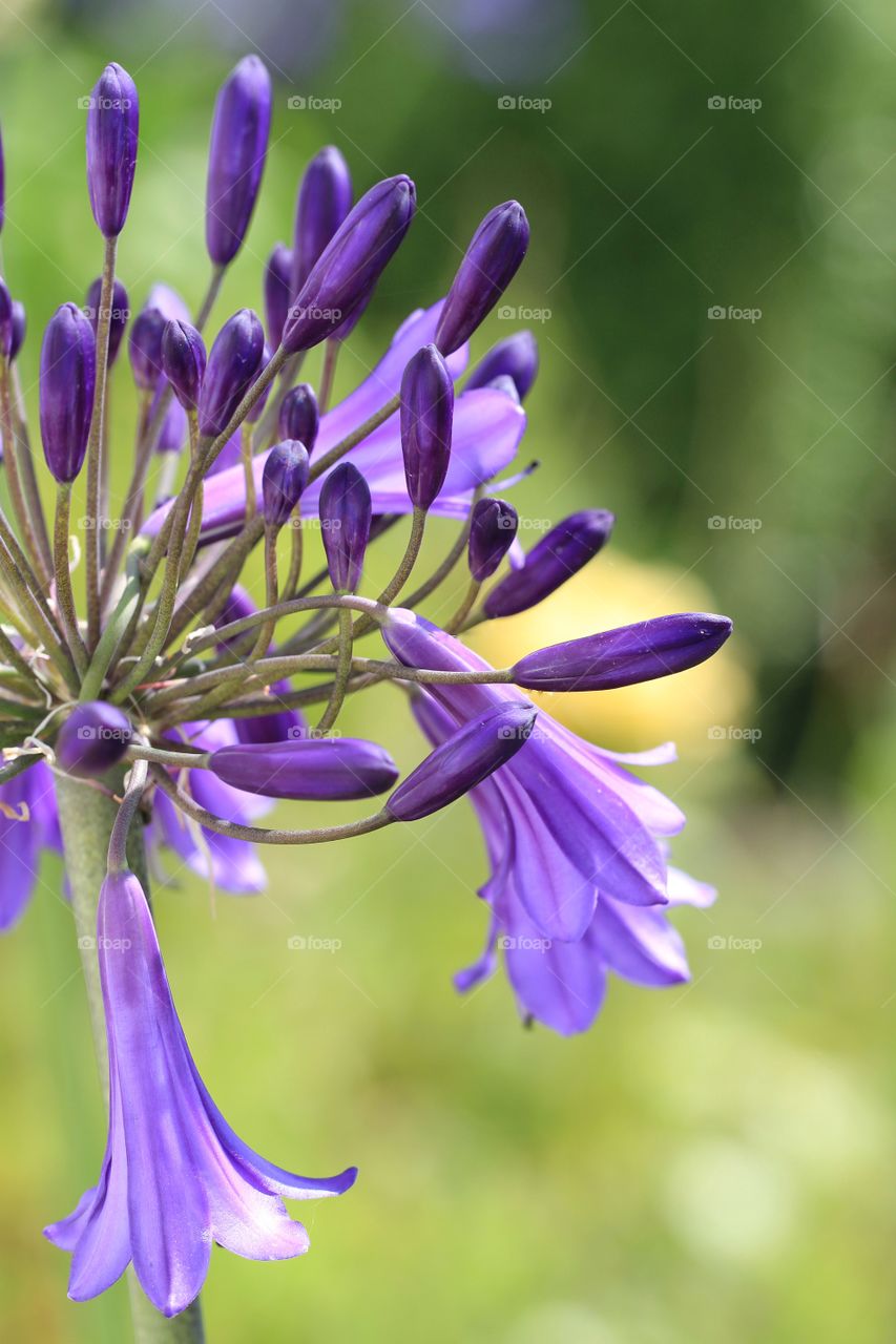 Close Up Agapanthus Flower. A close up shot of a purple agapanthus flower.