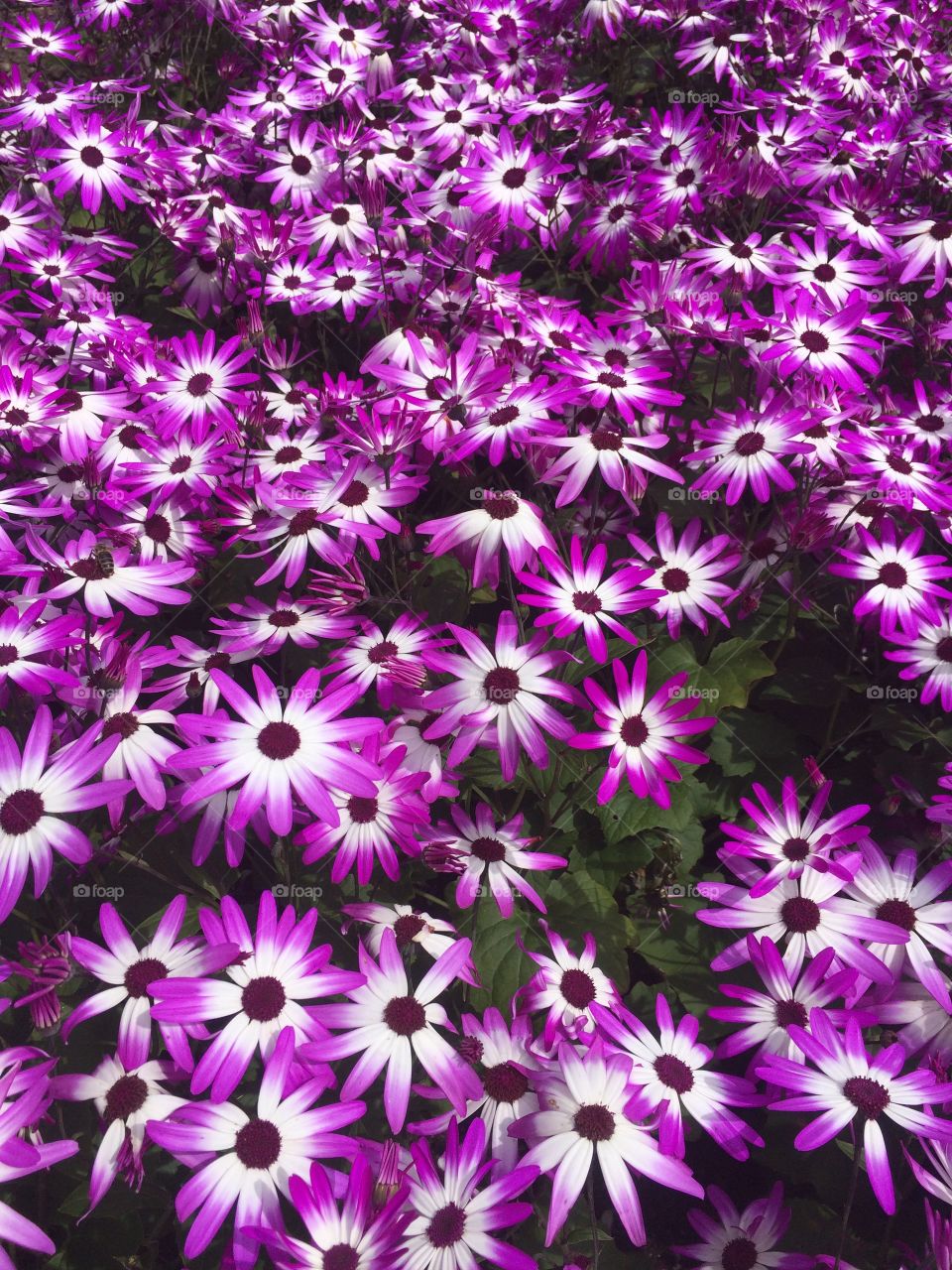 Purple daisies 